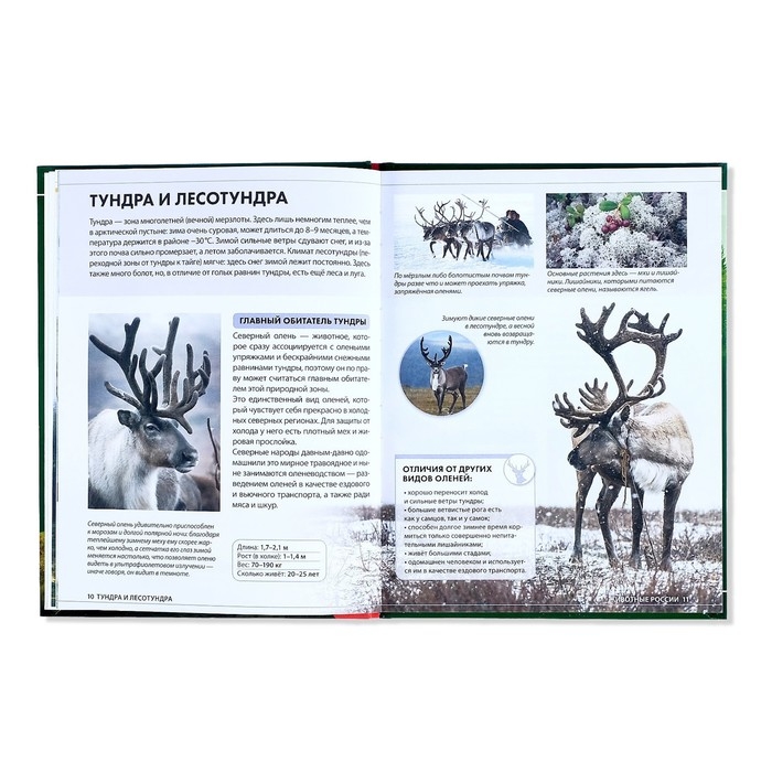 Детская энциклопедия в твёрдом переплёте «Животные России», 48 стр. Детская энциклопедия в твёрдом переплёте «Животные России», 48 стр.