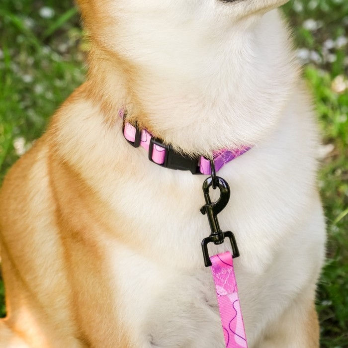 Набор &laquo;Нежность&raquo;, застёжка - фастекс, поводок 2 м и ошейник 28-46 см
