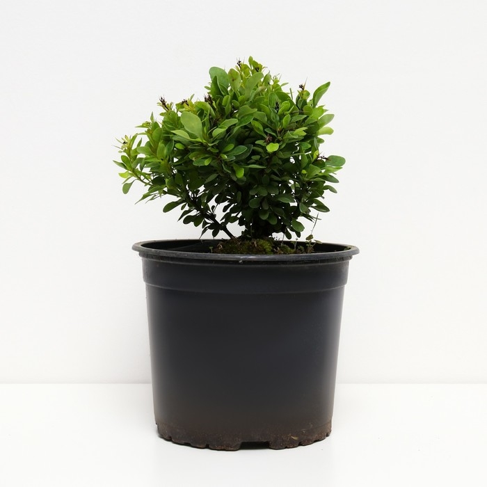 Барбарис Тунберга Коболд, С2 горшок, Н10-50 высота, 1 шт, Осень 2024 Барбарис Тунберга Коболд, С2 горшок, Н10-50 высота, 1 шт, Осень 2024