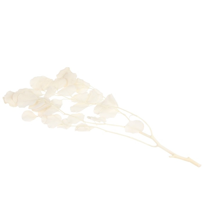 Сухоцвет персикого дерева, 50 г, длина — 70 см, цвет белый Сухоцвет персикого дерева, 50 г, длина — 70 см, цвет белый