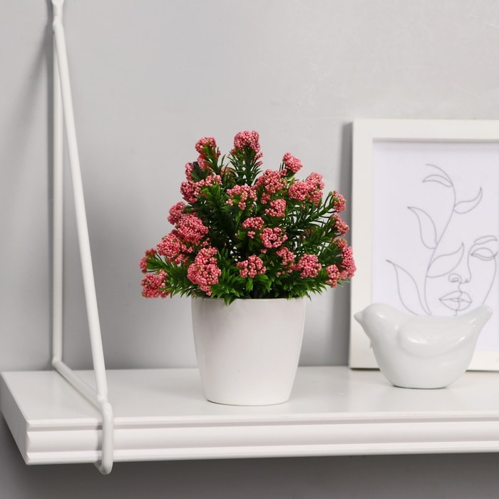 Бонсай в горшке Бонсай в горшке "Озотамнус" 6х16 см, микс