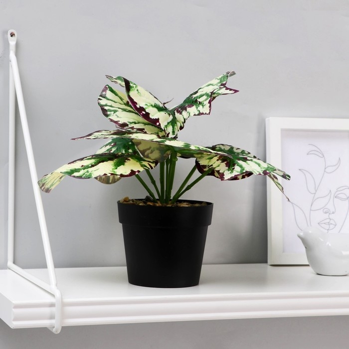 Бонсай в горшке Бонсай в горшке "Дифенбахия" 9,5х20 см