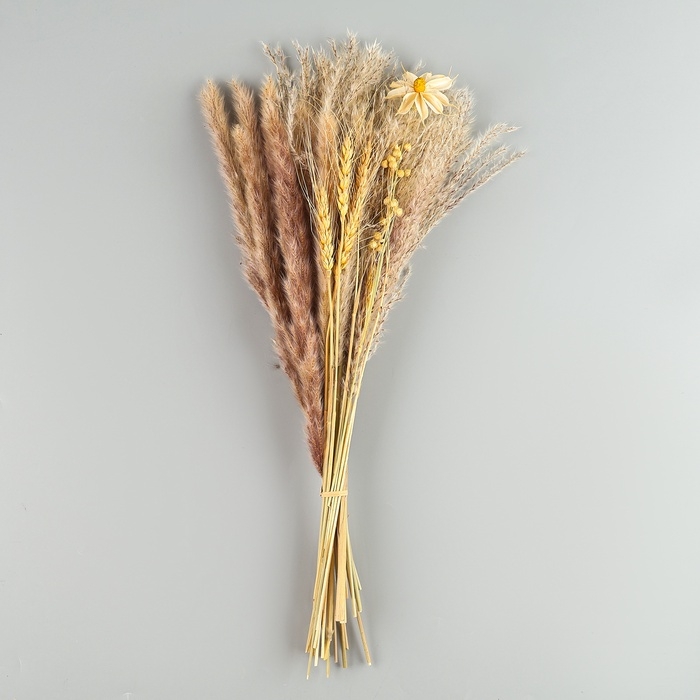 Сухоцветы «Нежность», набор из 4 видов, 48 × 16 × 6 см Сухоцветы «Нежность», набор из 4 видов, 48 × 16 × 6 см