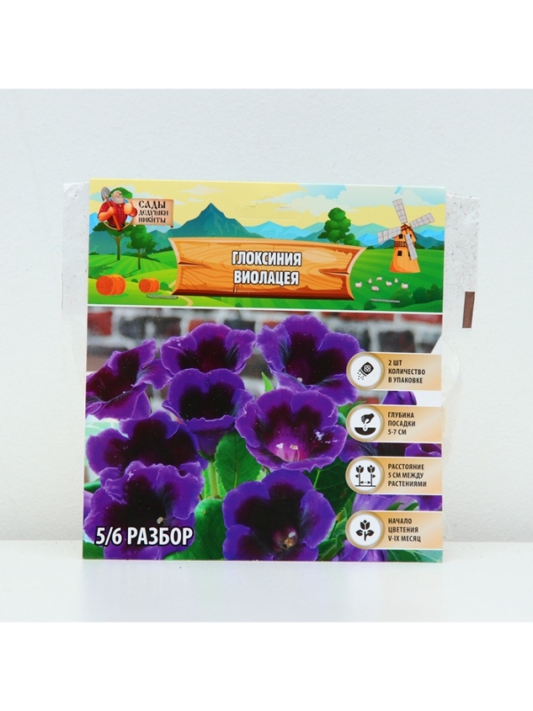 Глоксиния «Виолацея», многолетник, комнатный, луковица в пакете с перфорацией, р-р 5/6, 2 шт.