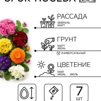 Семена цветов Примула "Розелла", смесь окрасок, F1, 7 шт