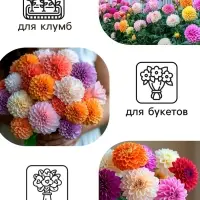 Семена цветов Георгин "Яркие помпоны", 0,3 г