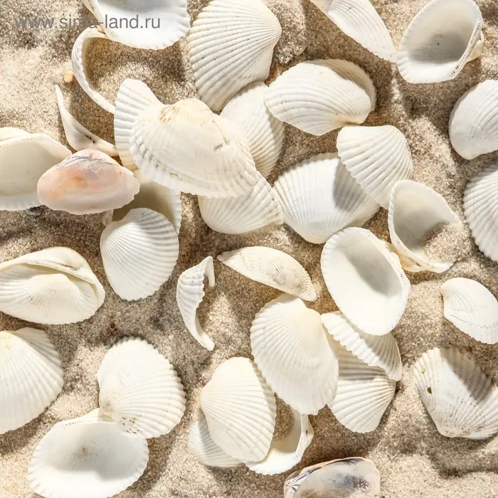 Набор ракушек, 2 - 3.5 см, 100 г