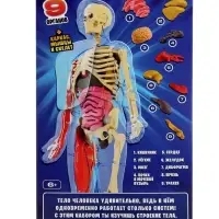 Набор для опытов по анатомии &laquo;Строение тела&raquo;, светится в темноте, с мягкими органами