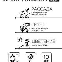 Семена цветов Катарантус Пацифика  "Полька Дот" 10 шт Семена цветов Катарантус Пацифика  "Полька Дот" 10 шт