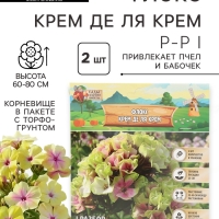 Флокс «Крем де ля Крем» корневище в пакете с торфогрунтом, р-р I, 2 шт.