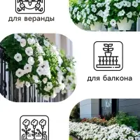 Семена цветов Гацания &laquo;Нью Дэй Пинк Шейдс&raquo;, F1, для балкона, веранды, цветника, однолетник, низкорослая0.03 г