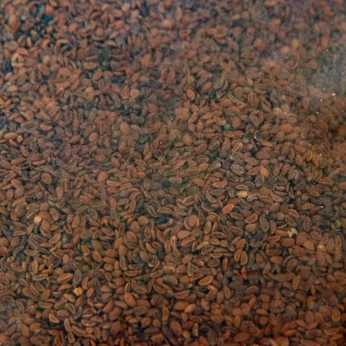 Семена Фацелия  Семена Фацелия "Рецепты дедушки Никиты", 0,5 кг