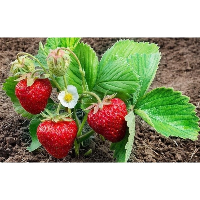 Рассада Земляники круноплодной (клубники) ФРИГО Джуси (Giusy) A (9-15 мм), P9 Горшок Рассада Земляники круноплодной (клубники) ФРИГО Джуси (Giusy) A (9-15 мм), P9 Горшок