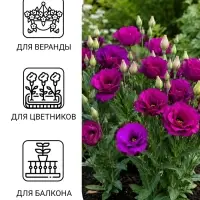 Семена цветов Эустома &laquo;Эхо&raquo; голубая F1, гранулы в пробирке, 4 шт., однолетник, Sakata