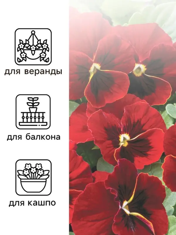 Семена Виола  Семена Виола "Красное вино", 0,1 г