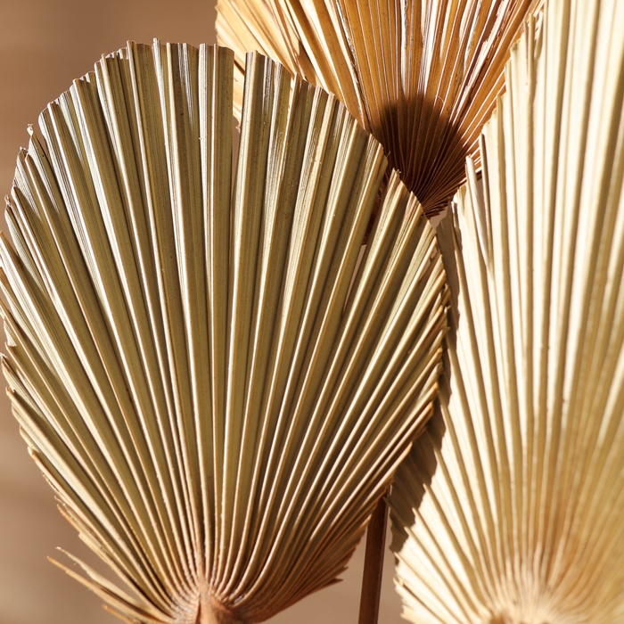 Сухие цветы «Лист пальмовый», 52 × 14 × 2 см Сухие цветы «Лист пальмовый», 52 × 14 × 2 см