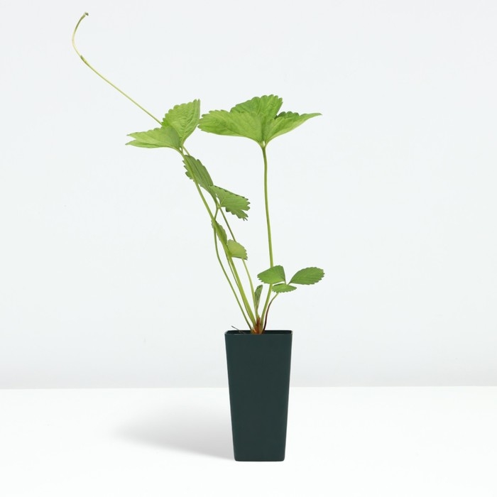 Рассада Земляники круноплодной (клубники) ФРИГО Мунира (Munira) A (9-15 мм), P9 Горшок Рассада Земляники круноплодной (клубники) ФРИГО Мунира (Munira) A (9-15 мм), P9 Горшок