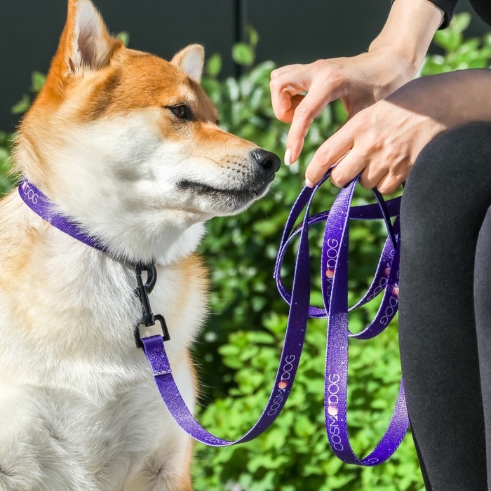 Ошейник COSMO DOG, застёжка - фастекс, 2 см 25-40 см Ошейник COSMO DOG, застёжка - фастекс, 2 см 25-40 см