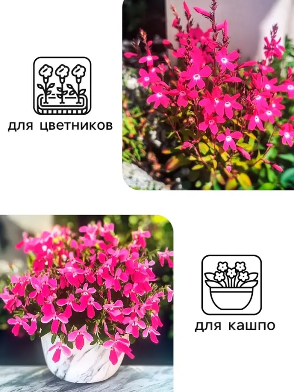 Семена цветов лобелия &laquo;Розамунда&raquo;, 5 шт.