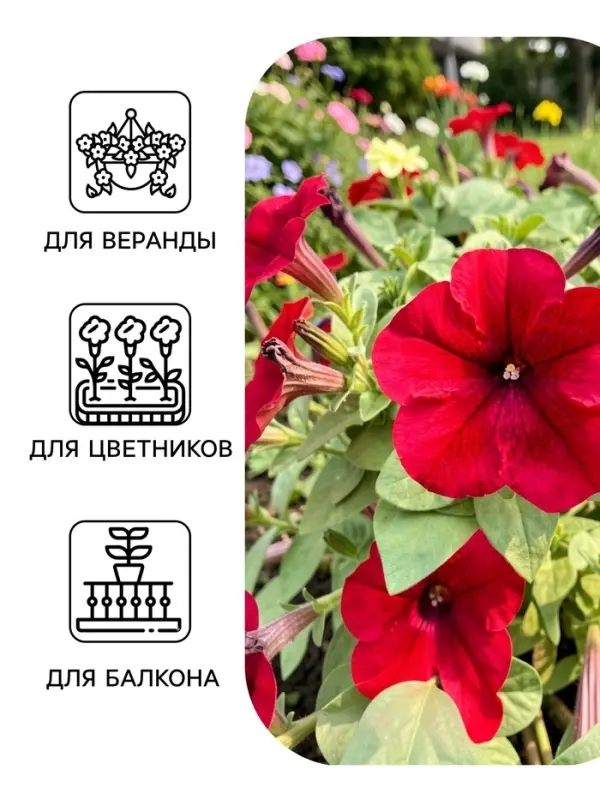Семена цветов Петуния крупноцветковая &laquo;Танго&raquo;, бордовая, 15 шт.