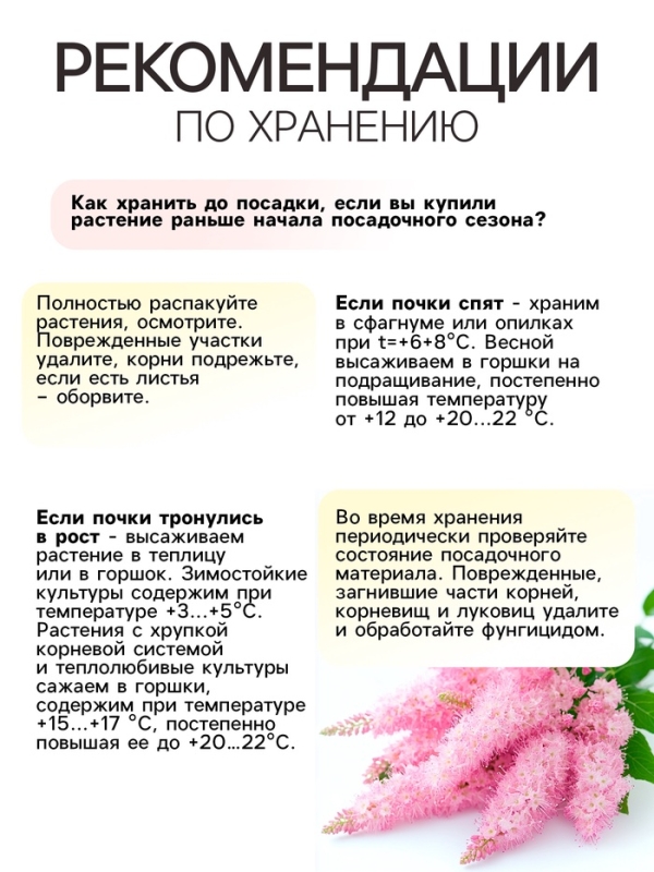 Астильба Арендса Cattleya многолетник, корневище в торфогрунте, р-р II, 2 шт.