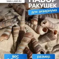 Набор ракушек, 3 - 5 см, 100 г