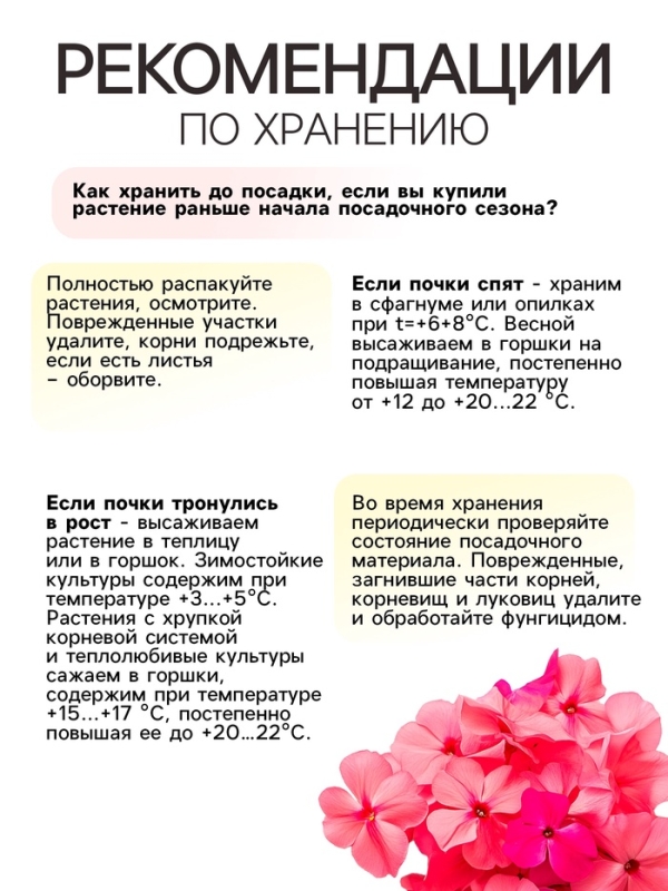 Флокс «Хербствальцер» корневище в пакете с торфогрунтом, р-р I, 2 шт.