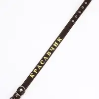 Ошейник однослойный "Красавчик", 2.5 см, тиснение фольгой, микс цветов Ошейник однослойный "Красавчик", 2.5 см, тиснение фольгой, микс цветов