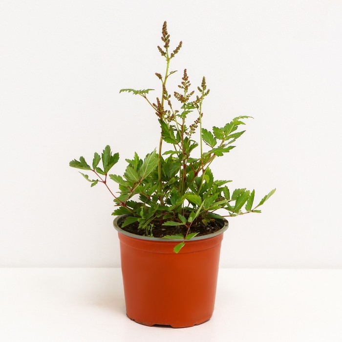 Астильба гибридная Распберри, С1,5 горшок, Н10-50 высота, 1 шт, Осень 2024 Астильба гибридная Распберри, С1,5 горшок, Н10-50 высота, 1 шт, Осень 2024