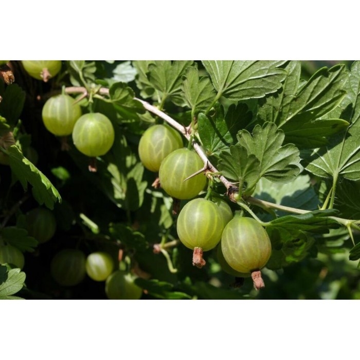 Крыжовник Уральский изумруд, C5 горшок , 1 шт, Осень 2024 Крыжовник Уральский изумруд, C5 горшок , 1 шт, Осень 2024