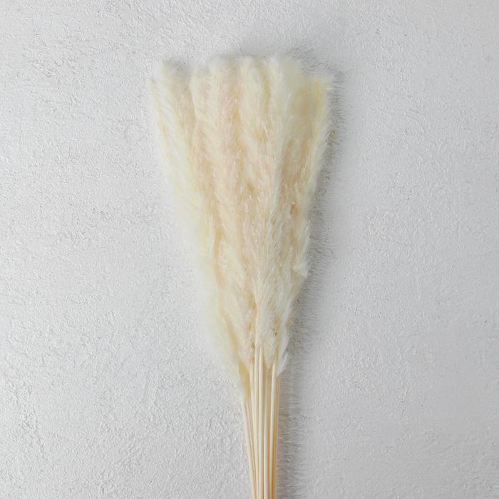 Сухоцвет &laquo;Камыш&raquo; набор 15 шт, цвет бежевый