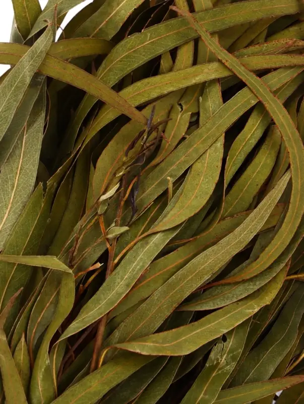 Веник для бани, эвкалиптовый, в еврослоте, &laquo;Добропаровъ&raquo;