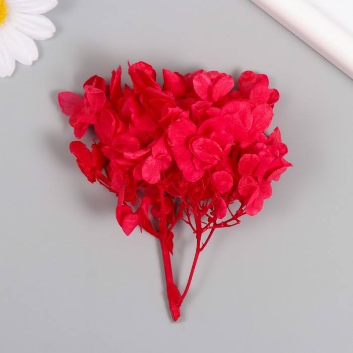 Сухоцвет Сухоцвет "Гортензия" красный h=6-6,5 см