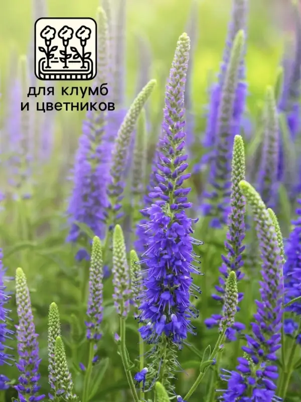 Семена Вероника Семена Вероника "Синяя", ц/п, 0,02 г