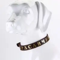 Ошейник &laquo;Красавчик&raquo;, 60&times;2.5 см, однослойный, тиснение фольгой, кожа, цвет МИКС