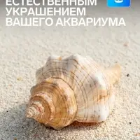 Ракушка декоративная, 8-11 см