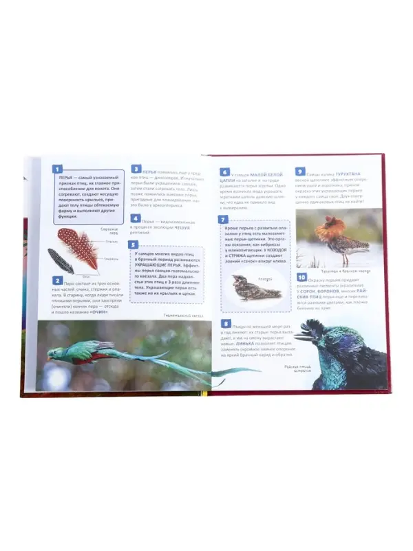 Энциклопедия российского школьника &laquo;Птицы&raquo;