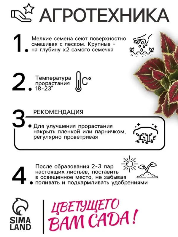 Семена цветов Колеус балконный  Семена цветов Колеус балконный "Бургундское вино", ц/п, 5 шт