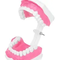 Набор для опытов &laquo;Анатомия&raquo;, челюсть человека