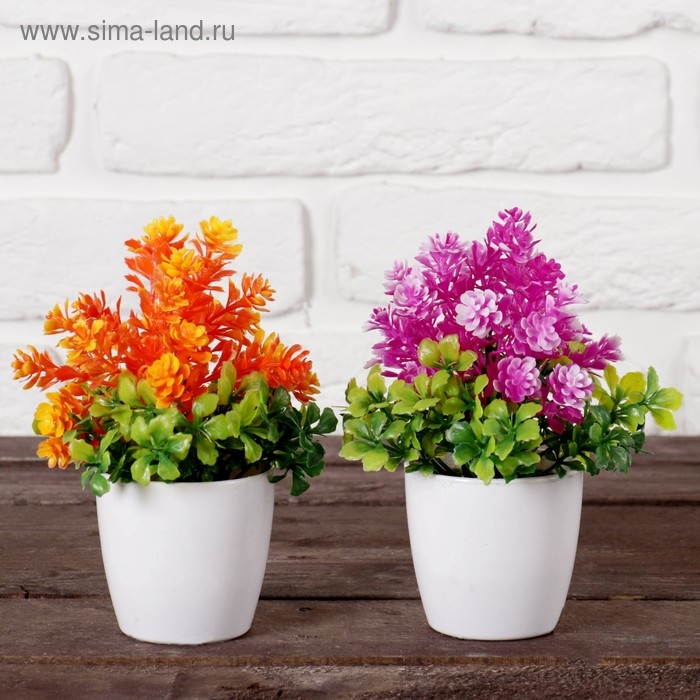 Бонсай в горшке Бонсай в горшке "Азалия" 6х15 см, микс