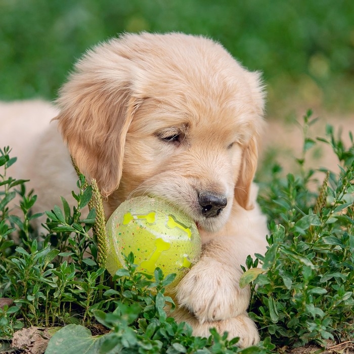 Игрушка для собак Игрушка для собак"Мяч теннис-косточки 2 в 1",TPR+винил,7,5 см, прозрачная/желтая неон