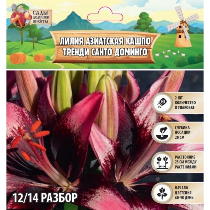 Лилия Азиатская Кашпо Лилия Азиатская Кашпо "Trendy Santo Domingo", р-р 12/14, 2 шт,