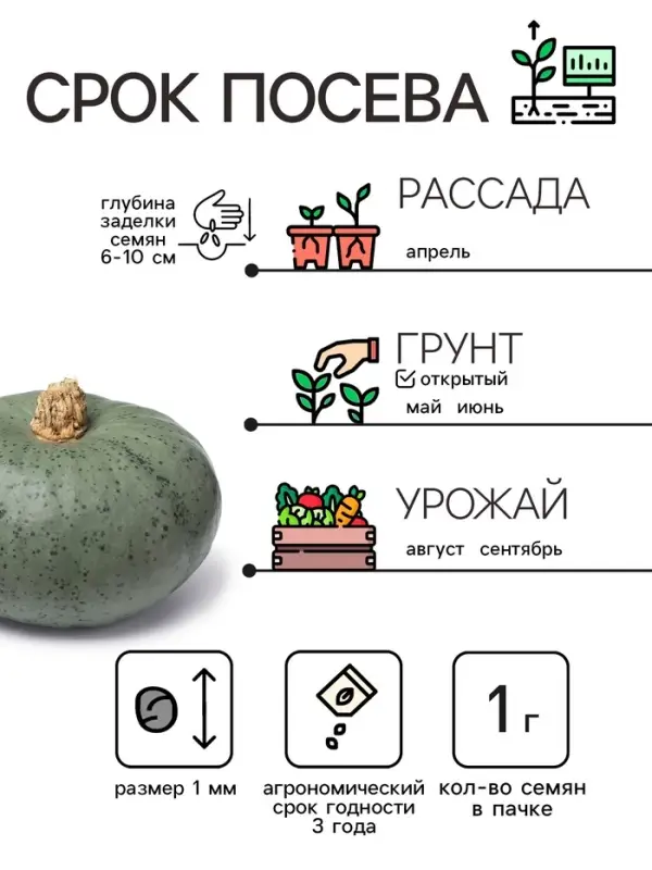 Семена Тыква  Семена Тыква "Крошка", 1 г