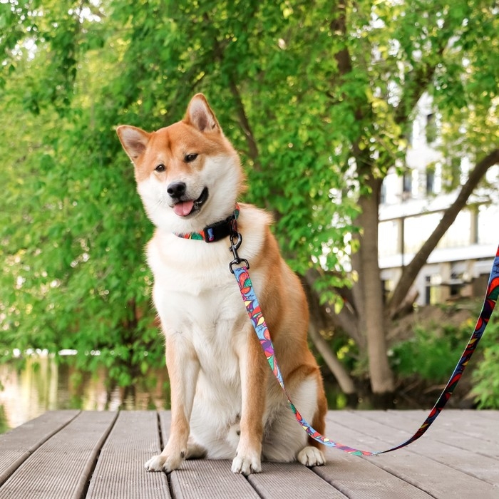 Ошейник «Невозможно слиться с улицей», застёжка - фастекс, 2.5 см, 40-55 см Ошейник «Невозможно слиться с улицей», застёжка - фастекс, 2.5 см, 40-55 см