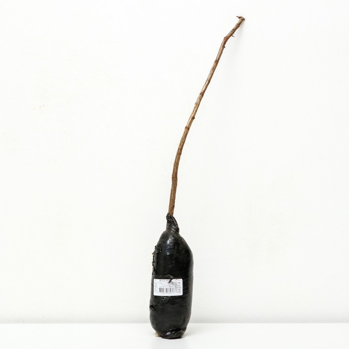 Йошта (крыжовник х смородина, йоштаберри) Йошта (крыжовник х смородина, йоштаберри) "Рекст" 1 шт, туба, Весна 2025