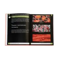 Эциклопедия "Тело человека", Ульева Е.А.