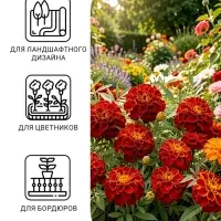 Семена цветов Бархатцы &laquo;Кармен&raquo;, 0.2 г, &laquo;Семена Алтая&raquo;