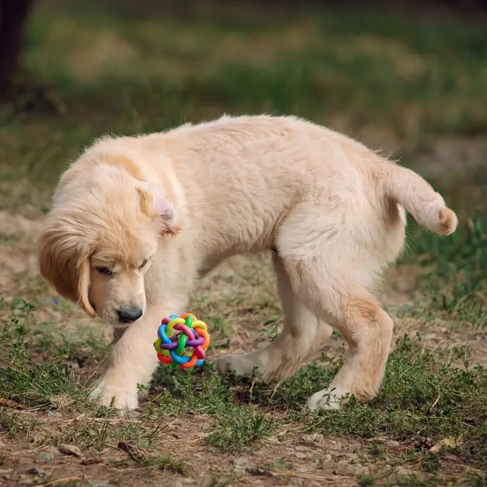 Мяч для собак &laquo;Молекула&raquo;, 7 см, с бубенчиком, МИКС