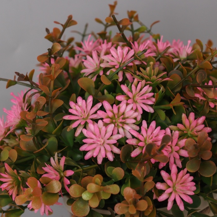 Бонсай в горшке Бонсай в горшке "Очиток комнатный" 17х10 см, микс