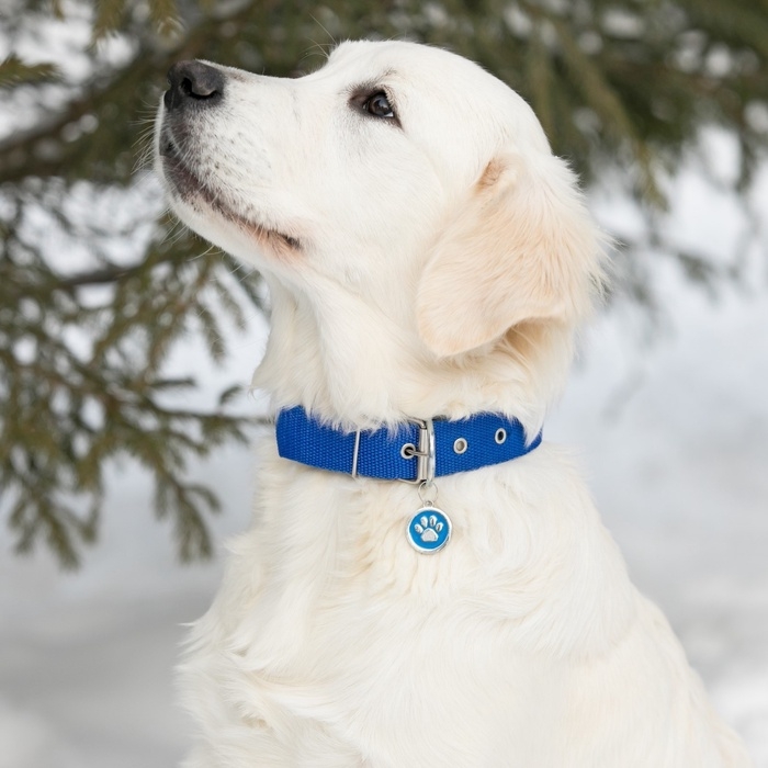 Адресник под гравировку  Адресник под гравировку "Лапа", 2,5 см, голубой